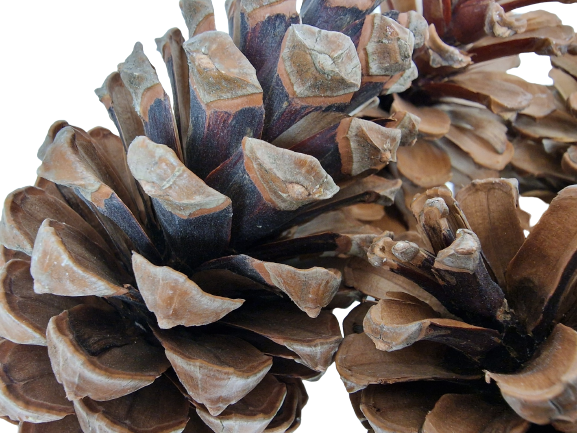 Maritima Cones 10 - 14cm x 50-25459