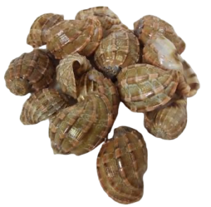 Shells - Sarpa Nest Shells X 15 Pcs-0