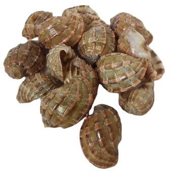 Shells - Sarpa Nest Shells X 15 Pcs-0