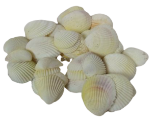 Shells - Cockles White x 1 kg-0