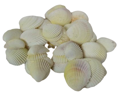 Shells - Cockles White x 1 kg-0