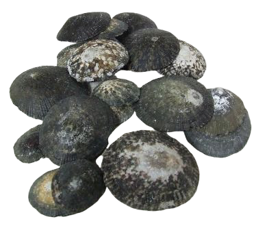 Shells - Oval Limpet x 1/2 kg-0