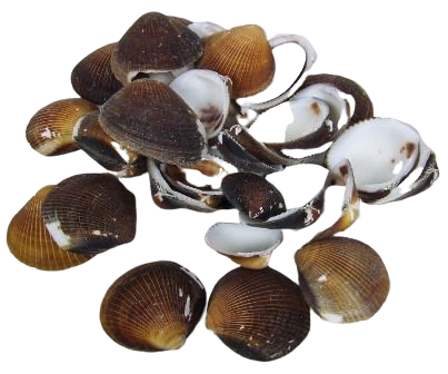 Shells - Cockles Brown x 1 kg-0