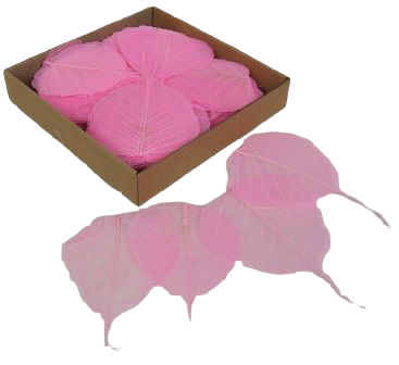 Skeleton Leaves Bleeched Pink X 200-0