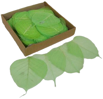 Skeleton Leaves Bleeched Apple Green X 200-0