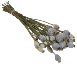 Poppy Bunch (Dutch) Natural-0