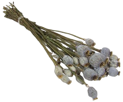 Poppy Bunch (Dutch) Natural-0