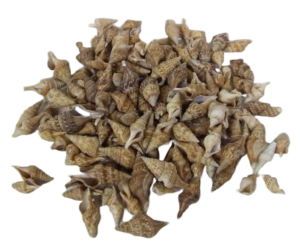 Shells - Chinna x 750g-0
