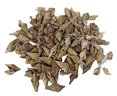 Shells - Chinna x 750g-0