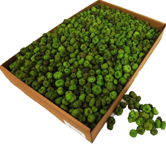 Putka Pods Light Green-0
