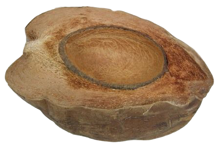 Coconut Half Natural x 3pcs-0