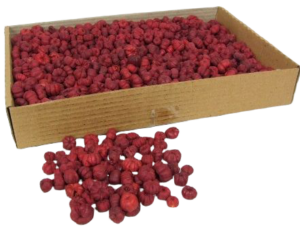 Putka Pods Red-0