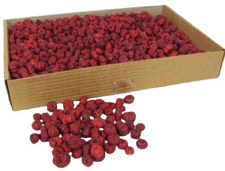 Putka Pods Red-0