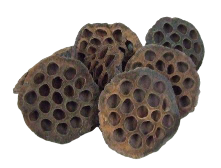 Lotus Heads Large x 50