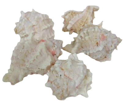 Shells - Pink Murex x 1 kg-0