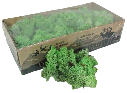 Reindeer Moss (Icelandic Moss) Mint Green
