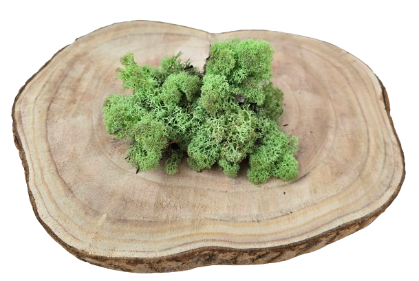 Reindeer Moss (Icelandic Moss) Mint Green