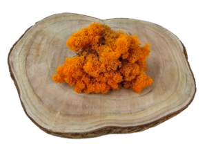 Reindeer Moss (Icelandic Moss) Orange