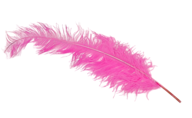 Ostrich Feathers Fuschia x 5-0