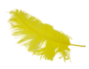 Ostrich Feathers Yellow x 5-0
