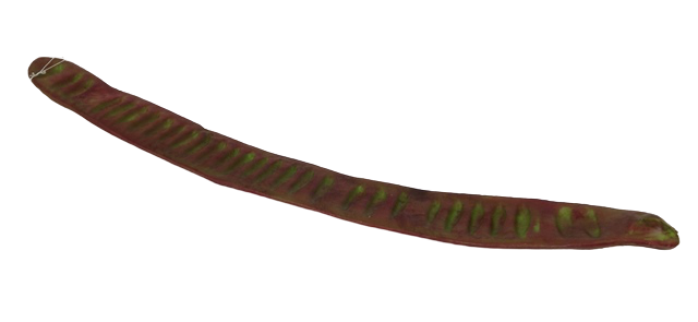 Pea Stem 45cm-0