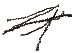 Banana Stem Natural x 20pcs-0