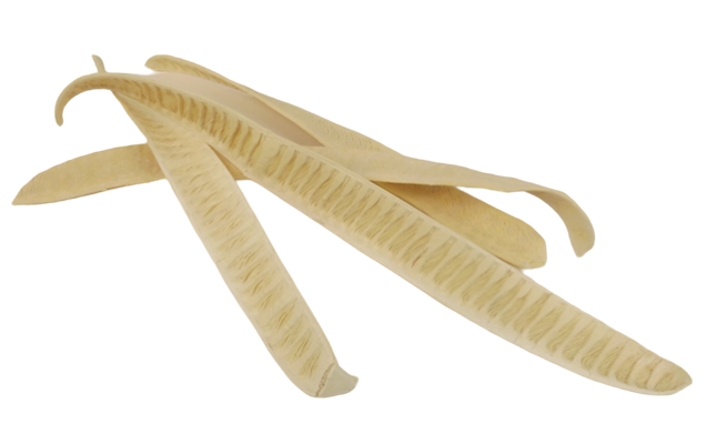 Acaciabeans Bleached x 10-0