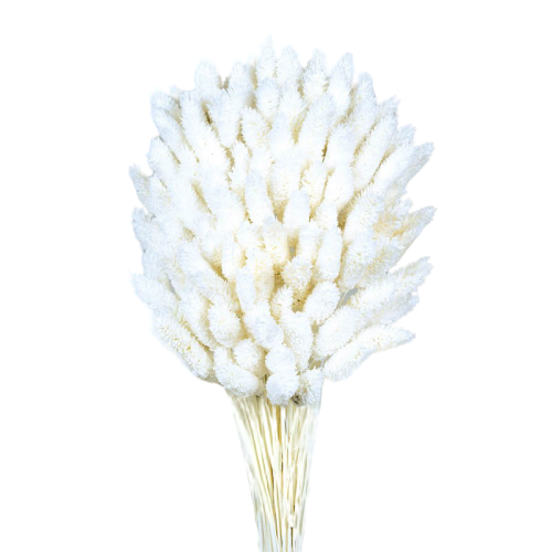 Phalaris - Bleached White 150g-0