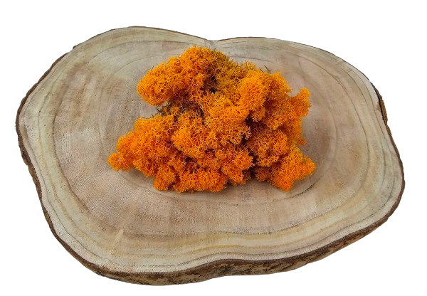 Reindeer Moss (Icelandic Moss) Orange