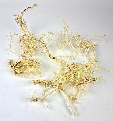Dry Bush Bleached 1/2 Kg-21472
