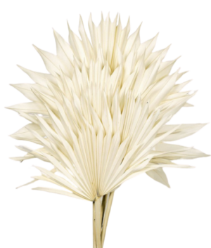 Bleached Sun Palm (Spear) x 6pcs-0