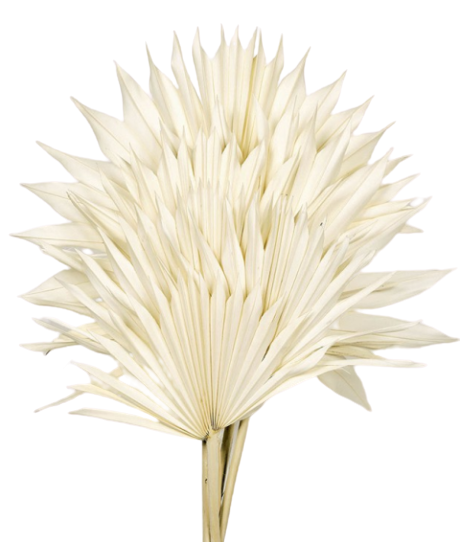Bleached Sun Palm (Spear) x 6pcs-0
