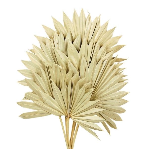 Natural Sun Palm (Spear) x 6pcs-0