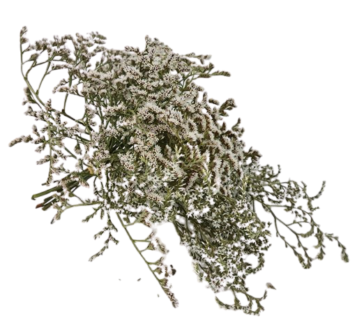 Dumosa (Statice Tatartica) x 250g Approx-21185