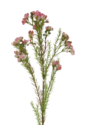 Wax Flower Spray 77cm Pink-0