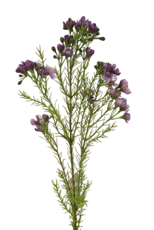 Wax Flower Spray 77cm Purple-0