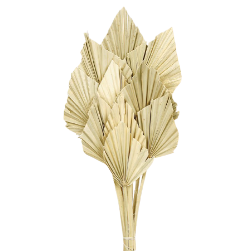 Palm Spear Natural x 10pcs-0
