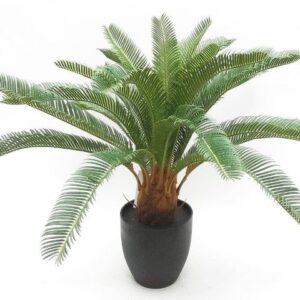 Potted Cycas - 72cm Long-0