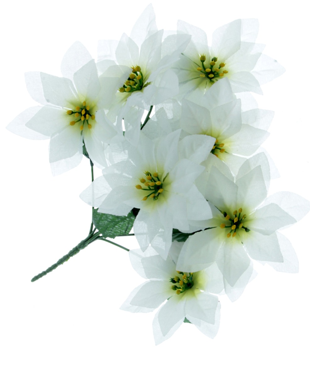 Poinsettia Bush White (7 Heads)