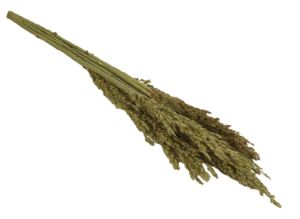 Sorghum Natural x 10 Stems-0