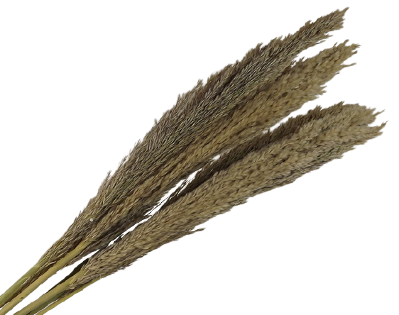 Cana Silvestre x 6 Stems Natural-0