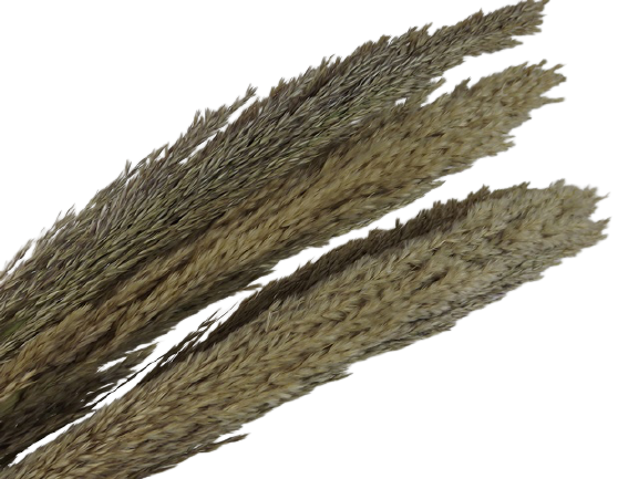 Cana Silvestre x 6 Stems Natural-21324