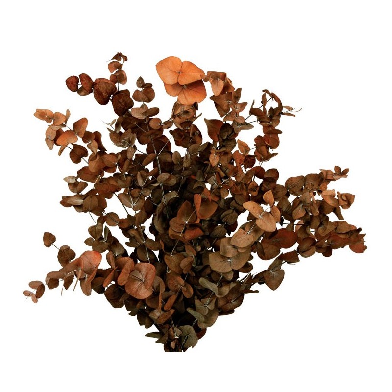 Preserved Spiral Eucalyptus - Red