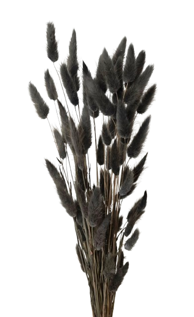 Lagarus/Bunny Tails Anthracite 50g