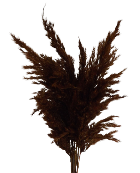 Wild Reed Plume (Pampas) Brown x 10 Stems App 75cm-21358