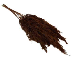 Wild Reed Plume (Pampas) Brown x 10 Stems App 75cm-0