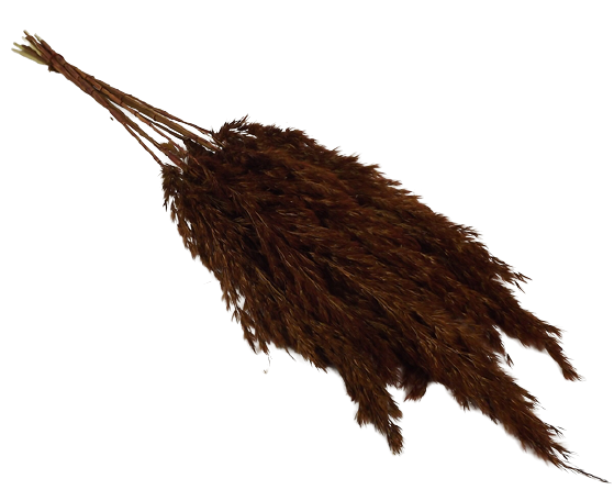 Wild Reed Plume (Pampas) Brown x 10 Stems App 75cm-0
