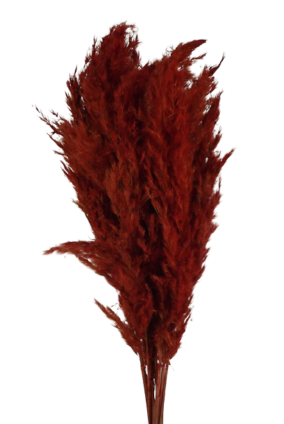 Wild Reed Plume (Pampas) Red x 10 Stems App 75cm-21354