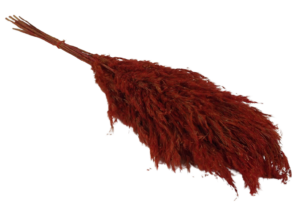 Wild Reed Plume (Pampas) Red x 10 Stems App 75cm-0
