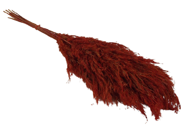 Wild Reed Plume (Pampas) Red x 10 Stems App 75cm-0